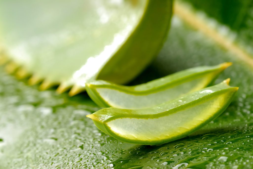 </noscript>The Wonders of Aloe Vera for Wound Healing