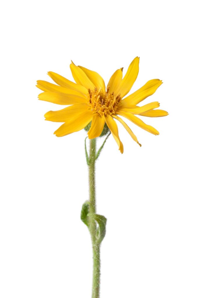 arnica