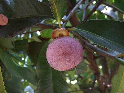 </noscript>Antioxidant, Importance and Highest Bioavailable source Mangosteen Fruit